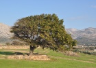 DSC 4024  Naxos