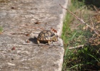 DSC 4802  At the Acropolis there are these neat little tortoises moving around the ruins.  The Acropolis, Athens