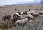 DSC 5739  Cholpon-Ata.  When some old flowers were pulled out of the garden and thrown away a swarm of sheep appeared and started eating them. They seemed to really enjoy it - I think flowers are like ice-cream to sheep.