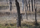 DSC 5980  Red squirrel, Bishkek.