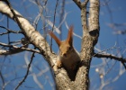 DSC 5985  Red squirrel, Bishkek.
