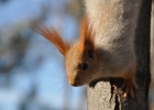 DSC 6005  Red squirrel, Bishkek.