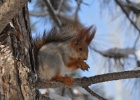 DSC 6091  Red squirrel, Bishkek.
