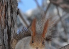 DSC 6093  Red squirrel, Bishkek.