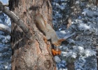 DSC 6119  Red squirrel, Bishkek.
