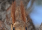 DSC 6127  Red squirrel, Bishkek.