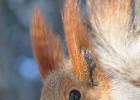 DSC 6138  Red squirrel, Bishkek.