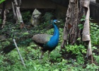 DSC 6485  Kuala Lumpur Bird Park, Kuala Lumpur.