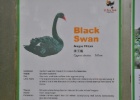 DSC 6501  Kuala Lumpur Bird Park, Kuala Lumpur.  I have never heard of a Black Swan being described as a bird of prey before.