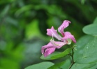 DSC 6538  Kuala Lumpur Orchid Garden, Kuala Lumpur.