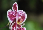 DSC 6571  Kuala Lumpur Orchid Garden, Kuala Lumpur.