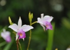 Malaysia