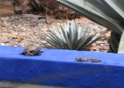 IMG 7782  Majorelle Garden, Marrakech