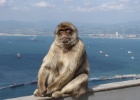 IMG 8077  Gibraltar