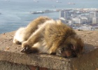 Morocco & Gibraltar