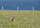 IMG 0081  Orkney