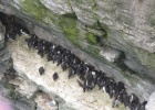 IMG 0179  Guillemots, Orkney
