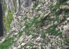 IMG 0180  Guillemots, Orkney