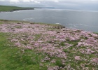 IMG 0194  Orkney