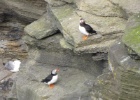 IMG 0399  Puffins, Orkney