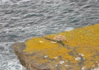IMG 0437  Orkney