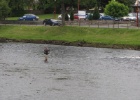 IMG 9685  A man fly fishing near the centre of the city, Inverness