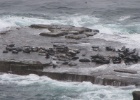 IMG 9927  Seals, Westray, Orkney