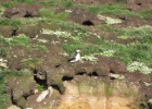IMG 9964  Puffins, Westray, Orkney
