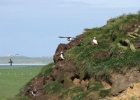 IMG 9970  Puffins, Westray, Orkney