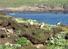 IMG 9975  Puffins, Westray, Orkney