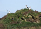 IMG 9984  Puffins, Westray, Orkney