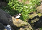 IMG 9992  Puffins, Westray, Orkney